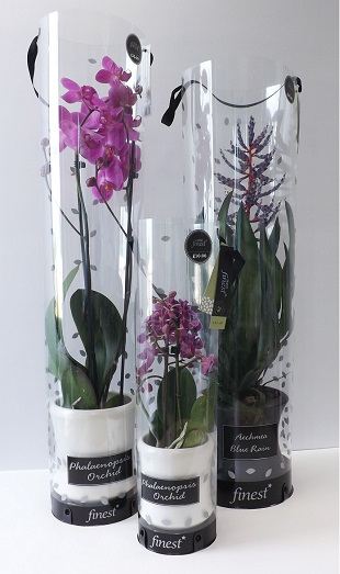 Staegers orchid packs highly commended
