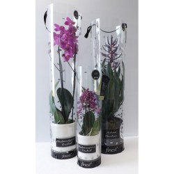 Staegers orchid packs highly commended