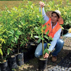 Smurfit Kappa reaches new milestone promoting sustainable forests