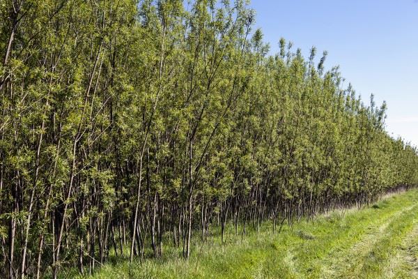 Local farmers’ ability to sell biomass creates a new source of income