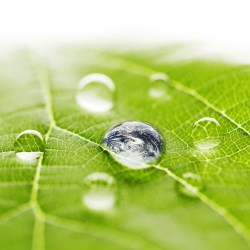 The WestRock Foundation supports projects of The Nature Conservancy