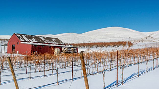 Owen Roe Winery breaks with tradition to save costs