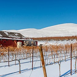 Owen Roe Winery breaks with tradition to save costs
