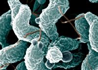 Innovative poultry packaging provides effective barrier against campylobacter