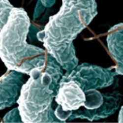 Innovative poultry packaging provides effective barrier against campylobacter