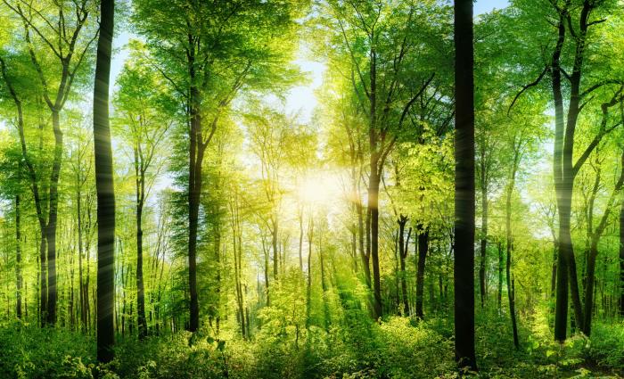 Can Déu reforestation project