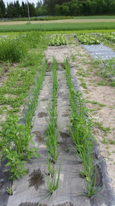 Walki develops new biodegradable mulching paper