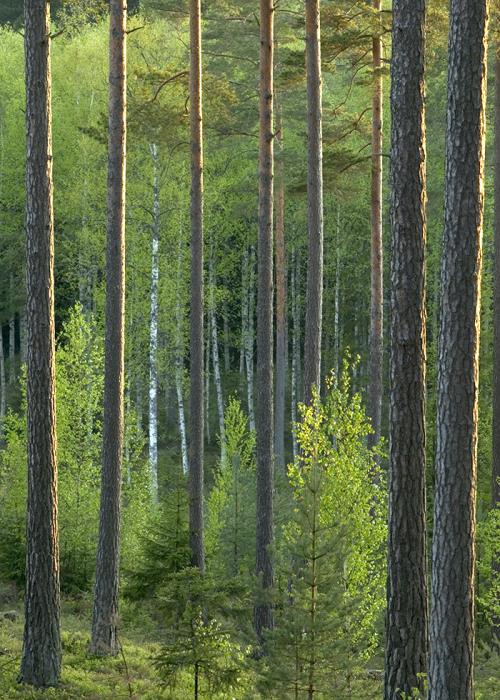 Managed Forestry