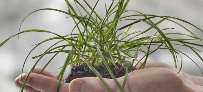 FrieslandCampina packaging material sourced from sustainably managed forests