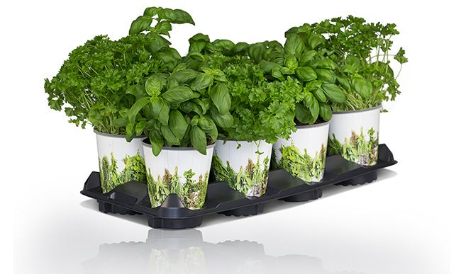 Presentation of designed planters: New marketing trays for the Coverpots of the MDF series