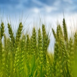 BillerudKorsnäs among the most sustainable companies in the world