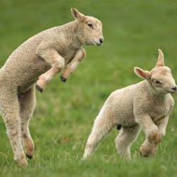 Whilst the spring lambs gambol!