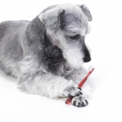 Brush up on the best packaging for dog dental products
