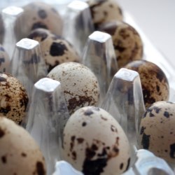 Thermoforming 101: A custom packaging solution with surprising benefits