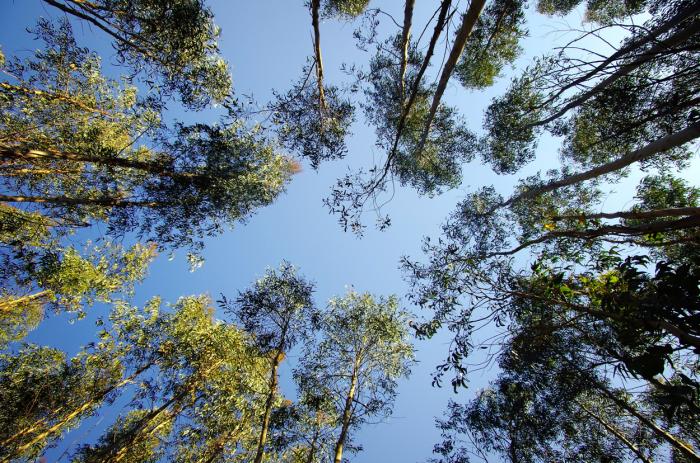 NatureFlex Films Use Only FSC and PEFC Certified Wood Pulp