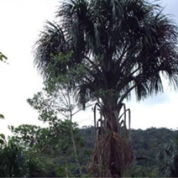 Reforestation Project (Peru 2012)